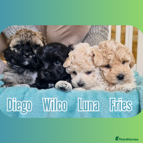 Maltipoo dogs - Advert 1