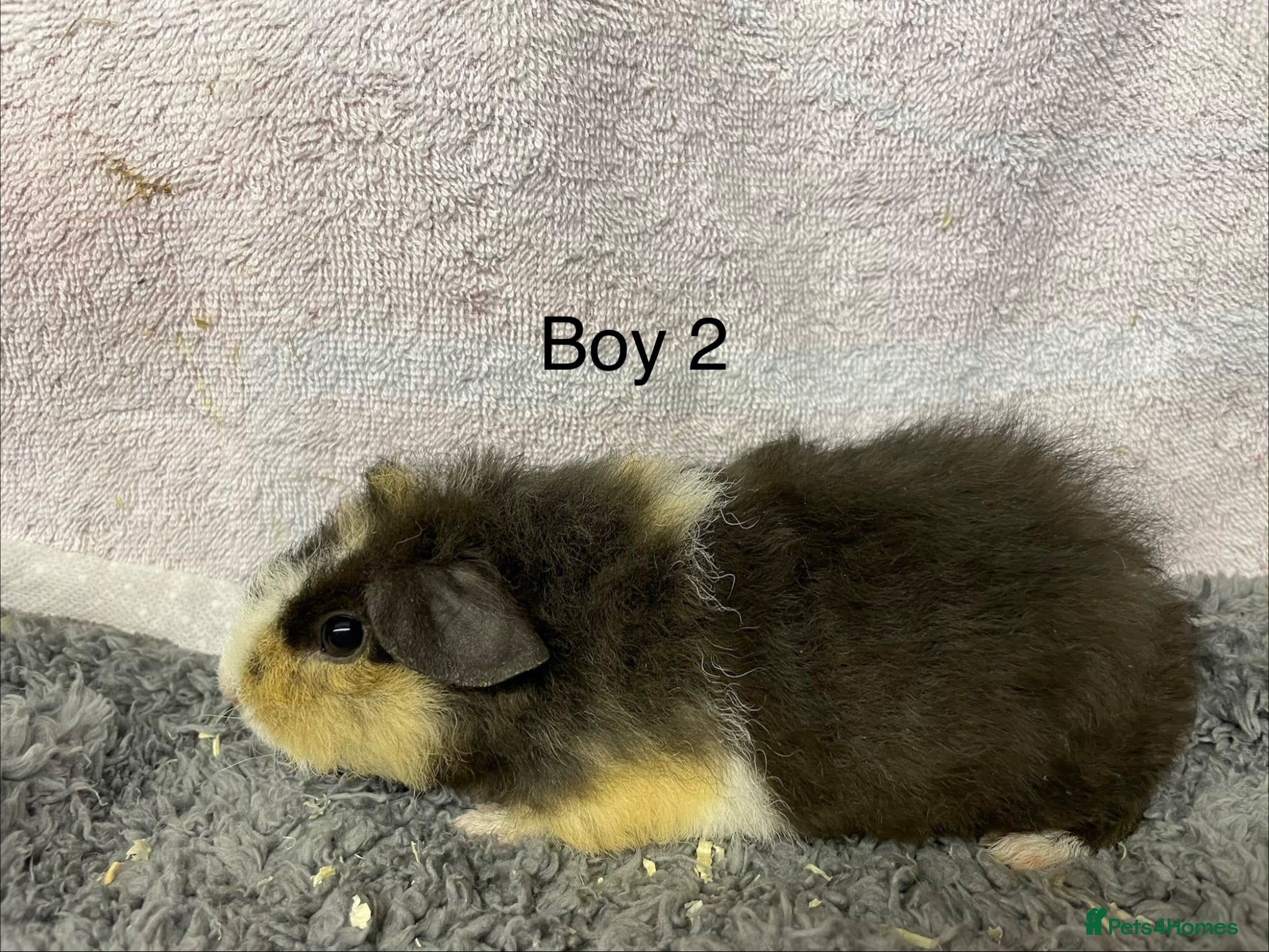 Guinea Pig rodents for sale: Beautiful teddy boy babies  - Advert 4