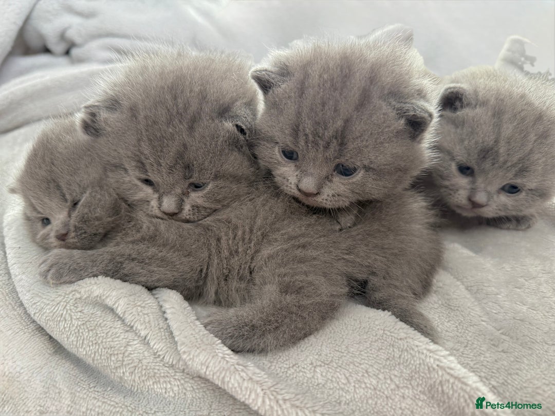 British Shorthair cats for sale: ✨British Shorthair GCCF 5 generation Pedigree✨ - Advert 1