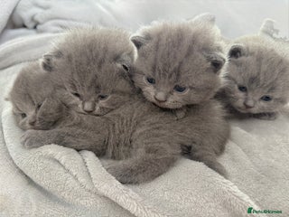 British Shorthair cats for sale: ✨British Shorthair GCCF 5 generation Pedigree✨ - Advert 1