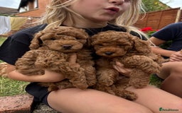 Mixed Breed dogs for sale: 1 lovely boy and one lovely girl Poodle Puppies   - Image 1