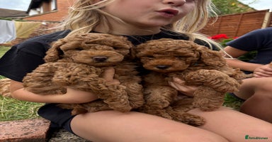 Mixed Breed dogs - Advert 11