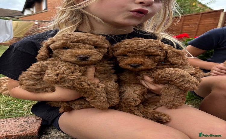 Mixed Breed dogs - Advert 7