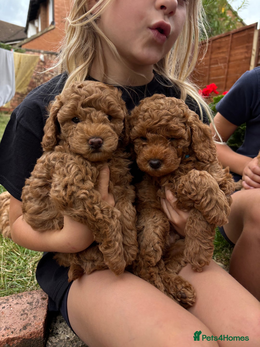 Mixed Breed dogs for sale: 1 lovely boy and one lovely girl Poodle Puppies   - Image 1