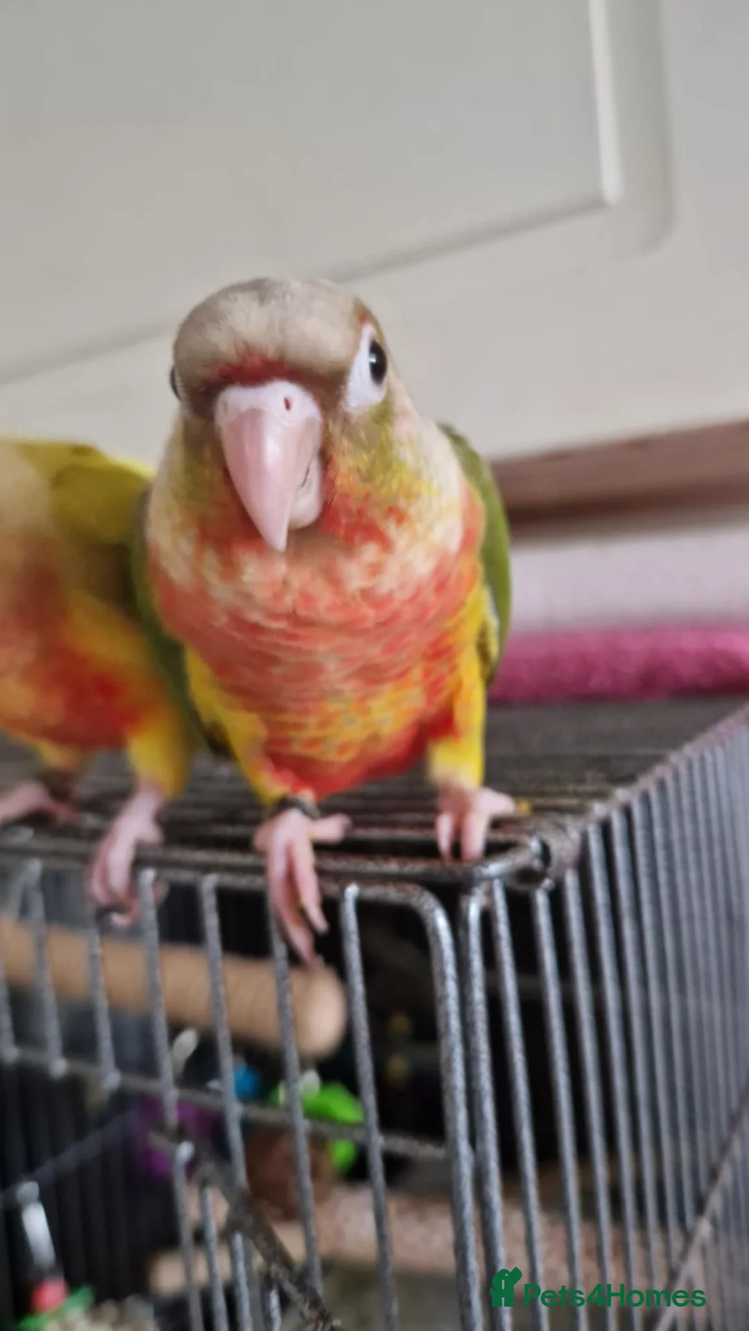 Conures birds for sale: pineapple green cheek conures - Advert 3