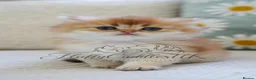 British Shorthair cats for sale: TICA registered golden pedigree kittens  - Advert 8