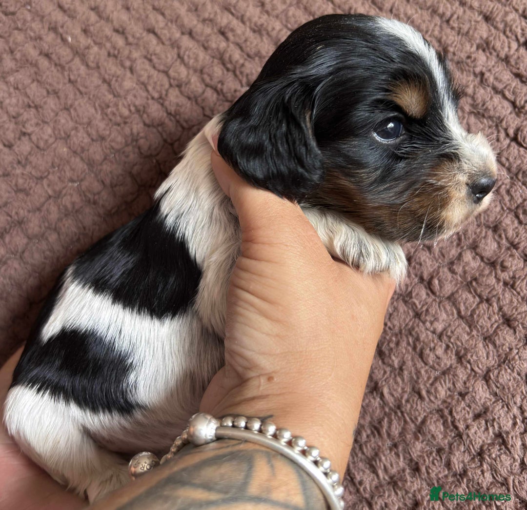 Cocker Spaniel dogs for sale: KC REG SHOW TYPE COCKER SPANIELS  - Image 25