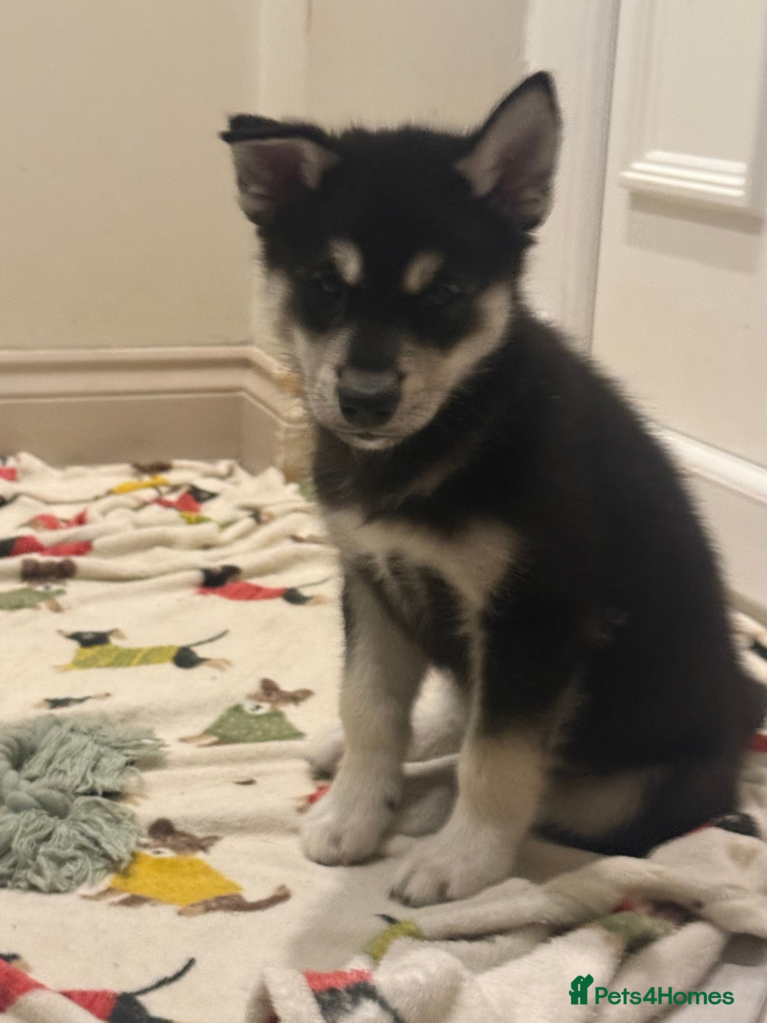 Siberian Husky dogs Siberian huskies, ready Friday (6/3/26) ♥️ - Advert 9