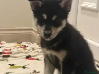 Siberian Husky dogs Siberian huskies, ready Friday (6/3/26) ♥️ - Advert 9