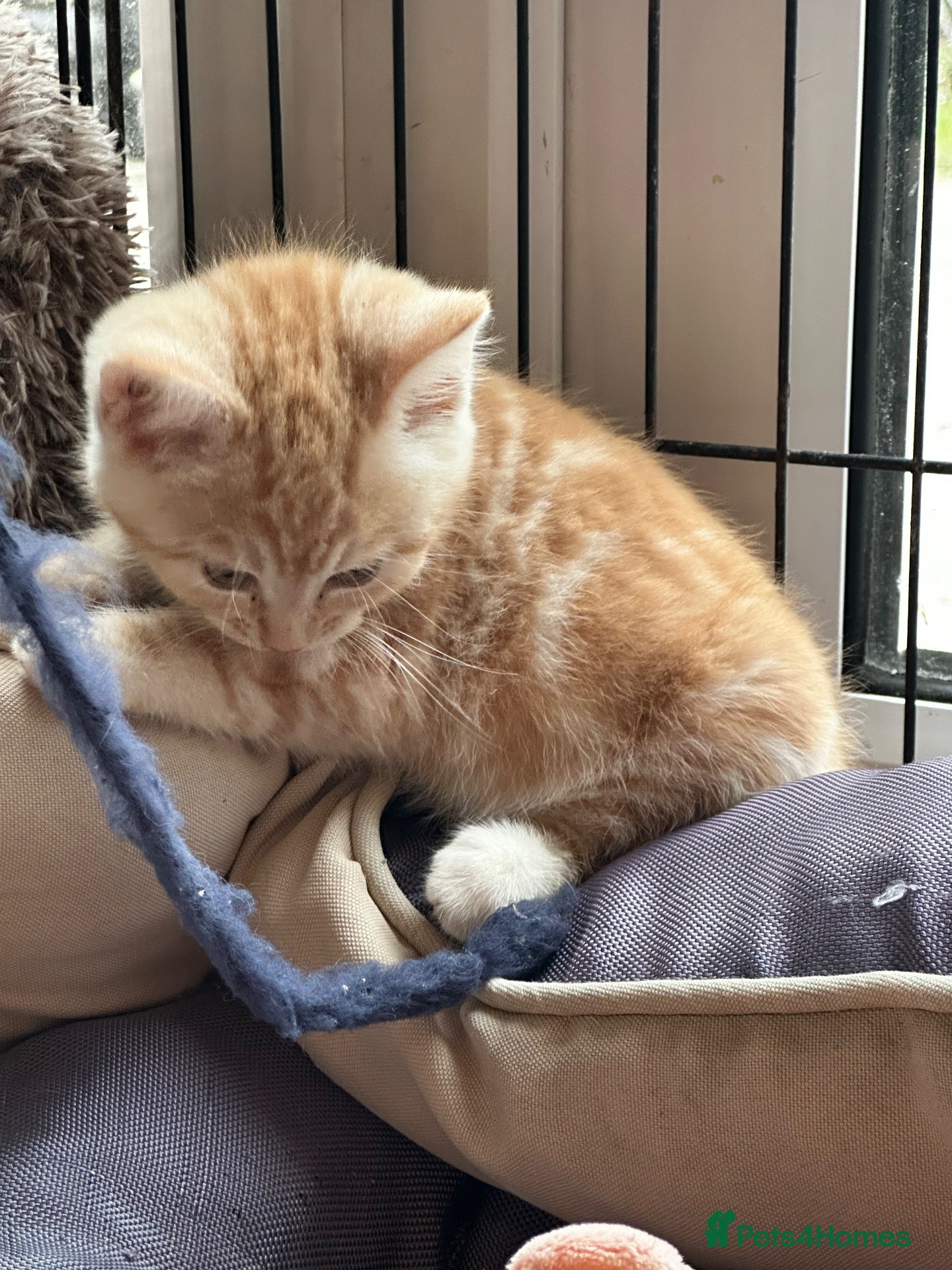 Mixed Breed cats Stunning kittens ready now - Advert 2