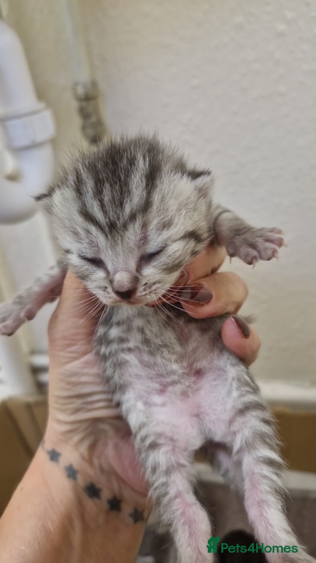 British Shorthair cats for sale: Half british shorthair kittens  - Advert 3
