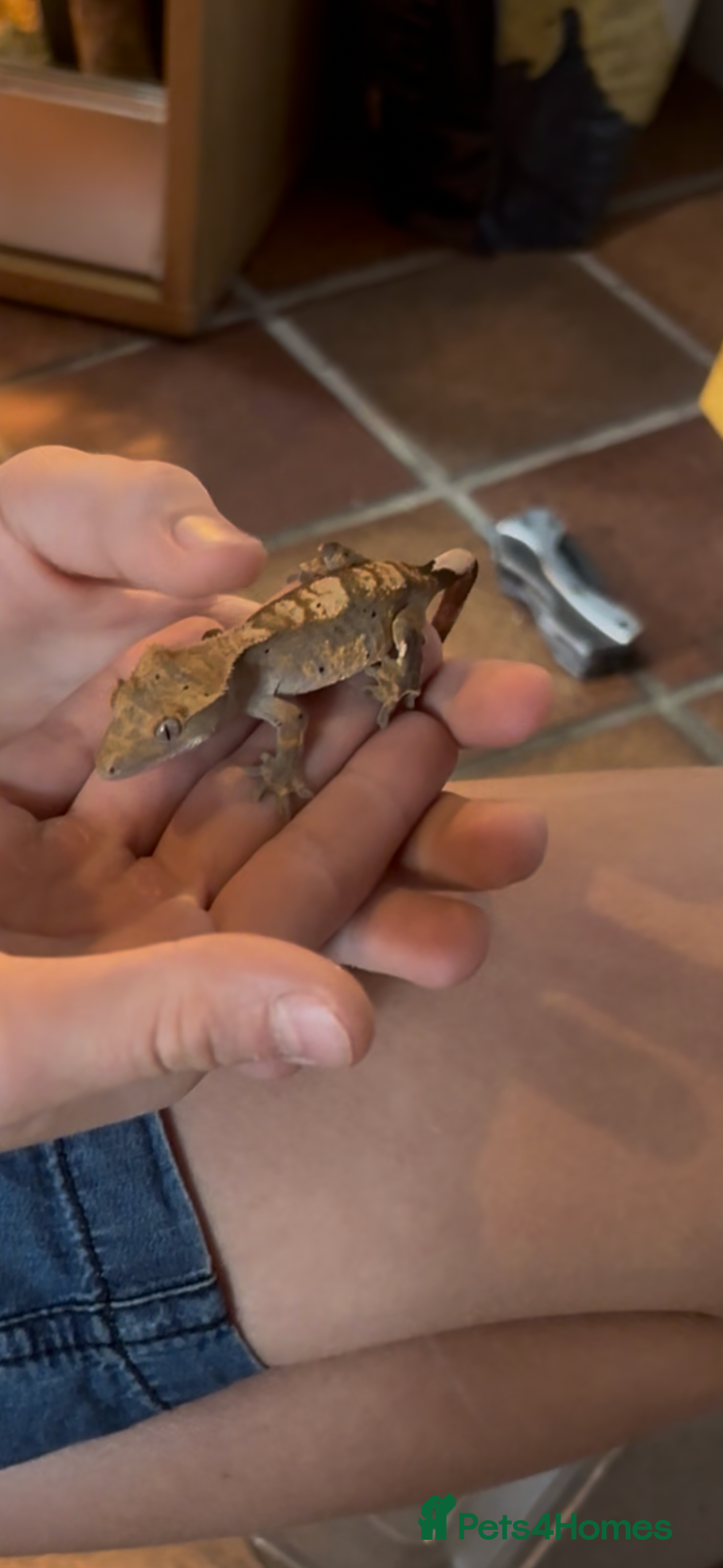 Gecko reptiles X2 crested geckos with vivarium  - Advert 18