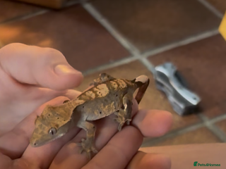 Gecko reptiles X2 crested geckos with vivarium - Advert 5