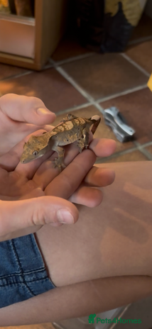 Gecko reptiles - Advert 3