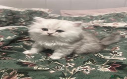 Persian cats for sale: Persian chinchilla kittens - Image 19