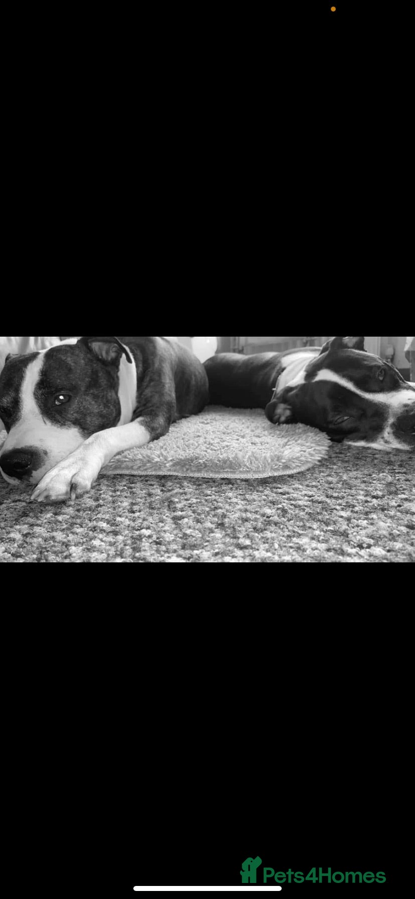 Staffordshire Bull Terrier dogs Male and female dog  - Advert 1