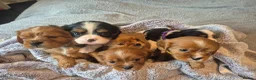 King Charles Spaniel dogs for sale: 6 beautiful king charles cavalier puppies - Advert 13