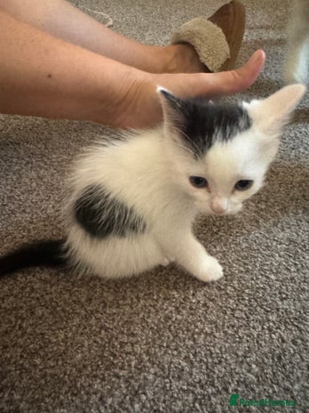 Ragdoll cats - Advert 8