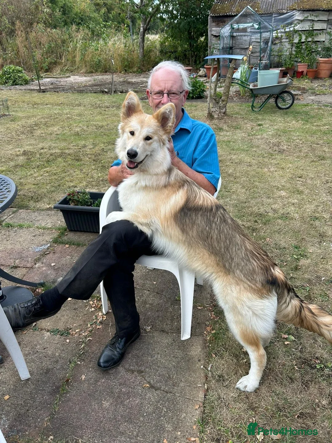 Mixed Breed dogs for stud: Looking for stud dog in Melksham - Advert 3