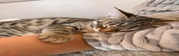 Savannah cats for sale: F4 savannah kittens ready to go - Advert 3