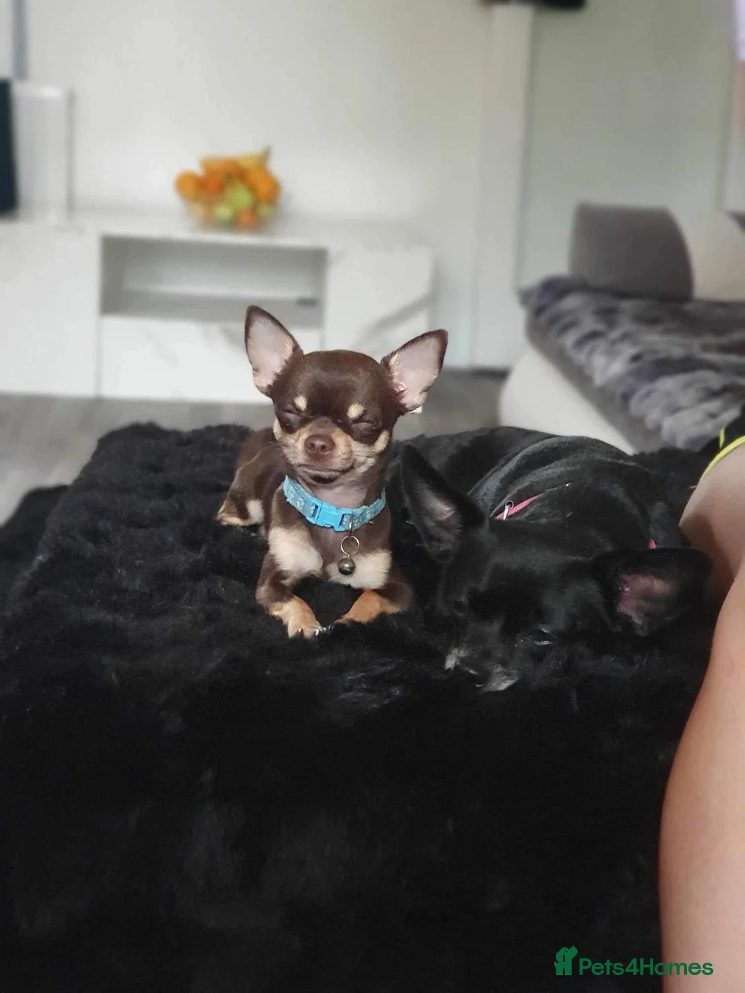 Chihuahua dogs for stud: Chihuahua Boy for stud Brown  - Advert 11