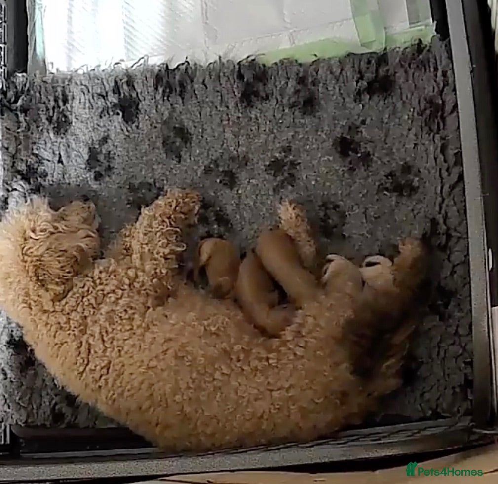 Poochon dogs F1B poochon puppies  - Advert 1