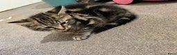 Maine Coon cats for sale: Beautiful, friendly playful Maine Coon cross kits - Advert 4