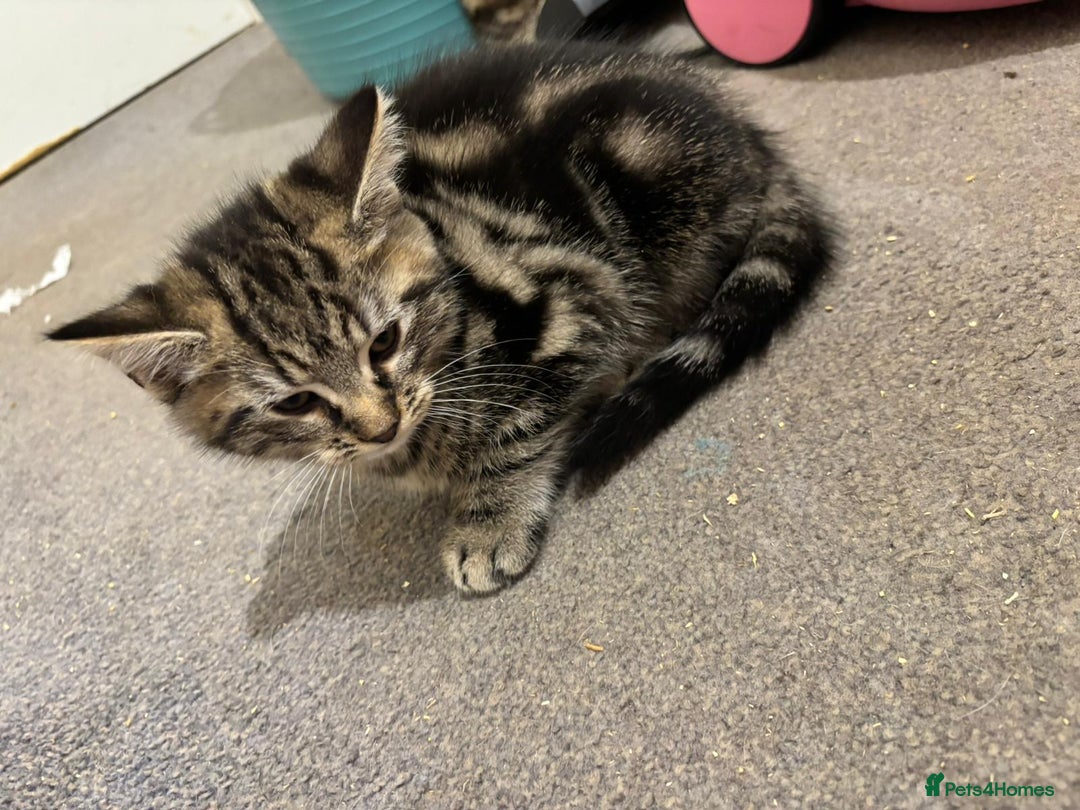 Maine Coon cats for sale: Beautiful, friendly playful Maine Coon cross kits - Advert 4