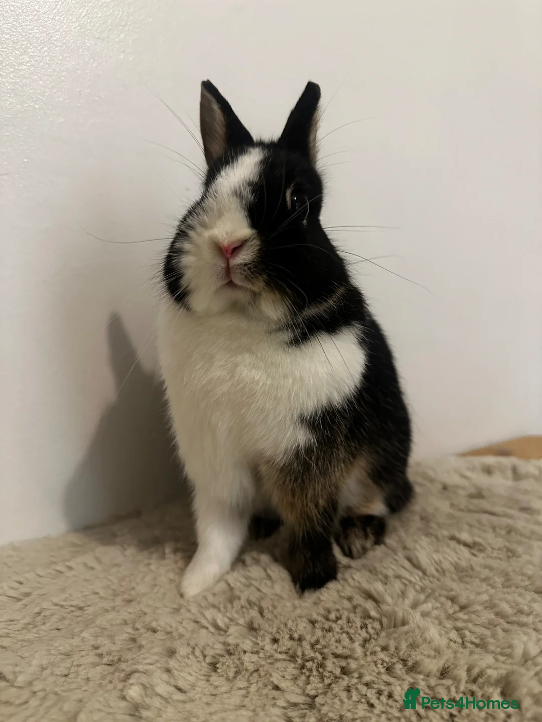 Netherland Dwarf rabbits for sale: Gorgeous Netherland dwarf  - Advert 40