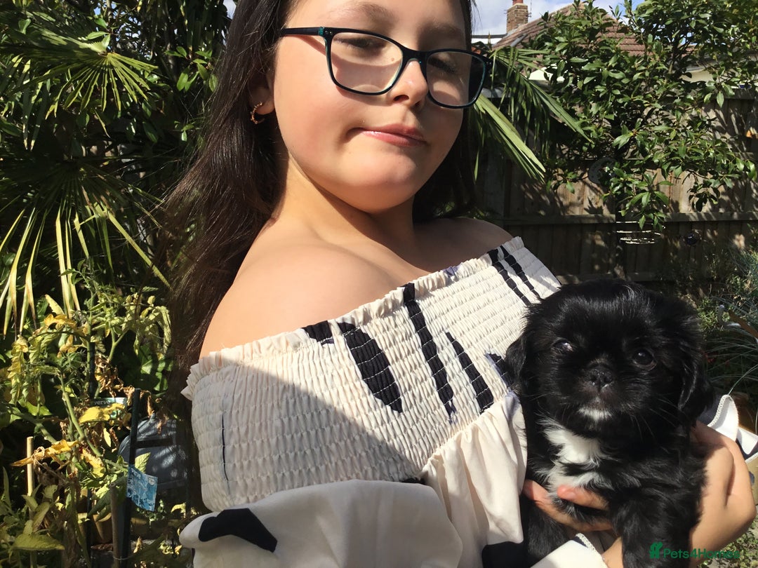 Shih Tzu dogs for sale: Tiny Imperial Shihtzu  Puppies  - Image 25
