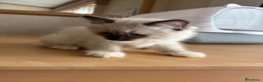 Ragdoll 1