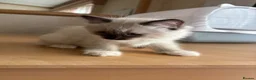 Ragdoll cats for sale: Beautiful Ragdols - Advert 12