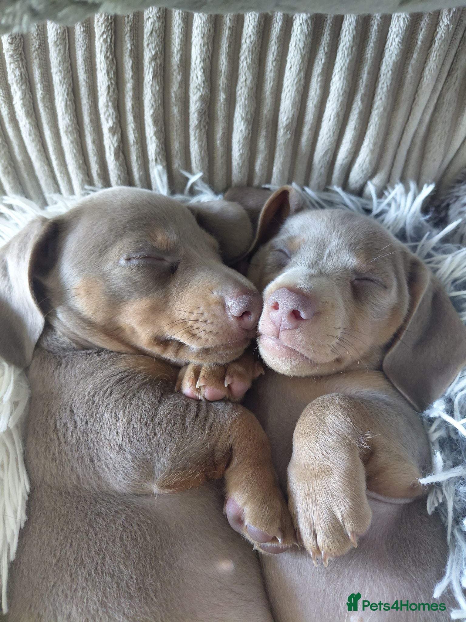 Dachshund dogs Stunning Dachshund Puppies - Advert 4