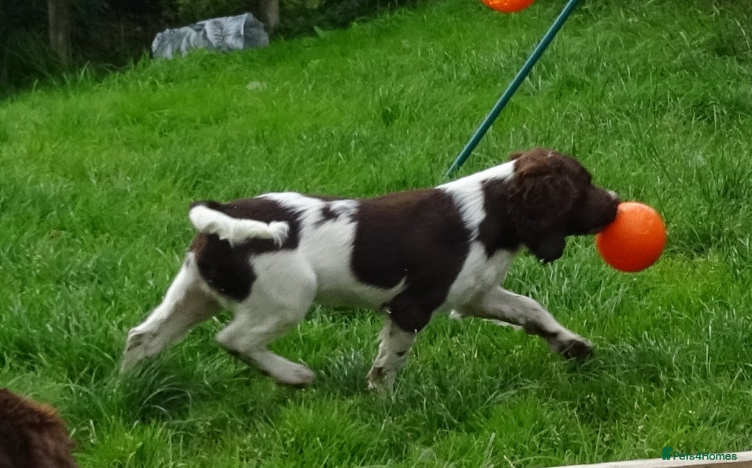English Springer Spaniel dogs for sale: Two Gorgeous Boy English Springer Spaniel Puppies  - Image 37