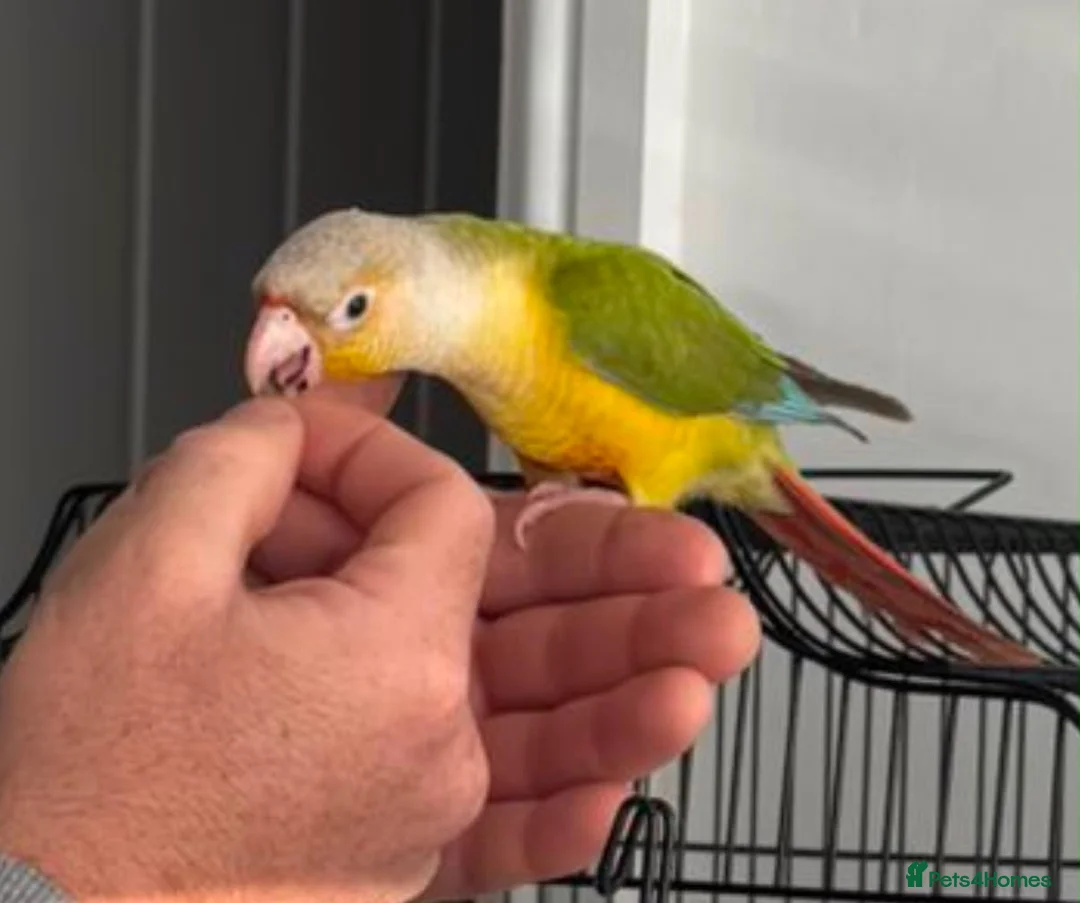 Conures birds for sale: Pineapple green cheek conure Male  in Liverpool - Advert 2