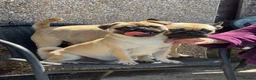 Frug dogs for sale: Frug puppies for sale  - Advert 1