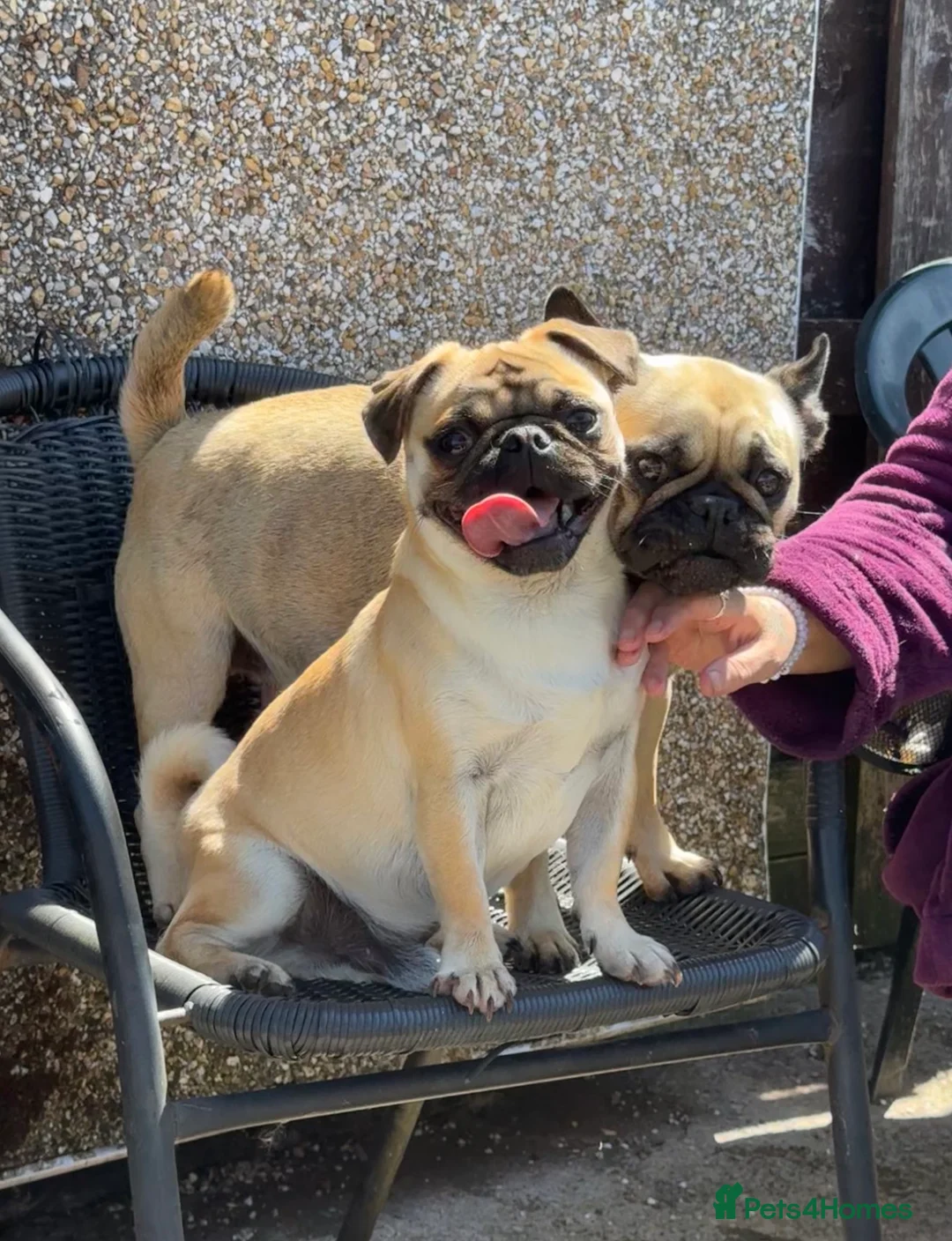 Frug dogs for sale: Frug puppies for sale  - Advert 1