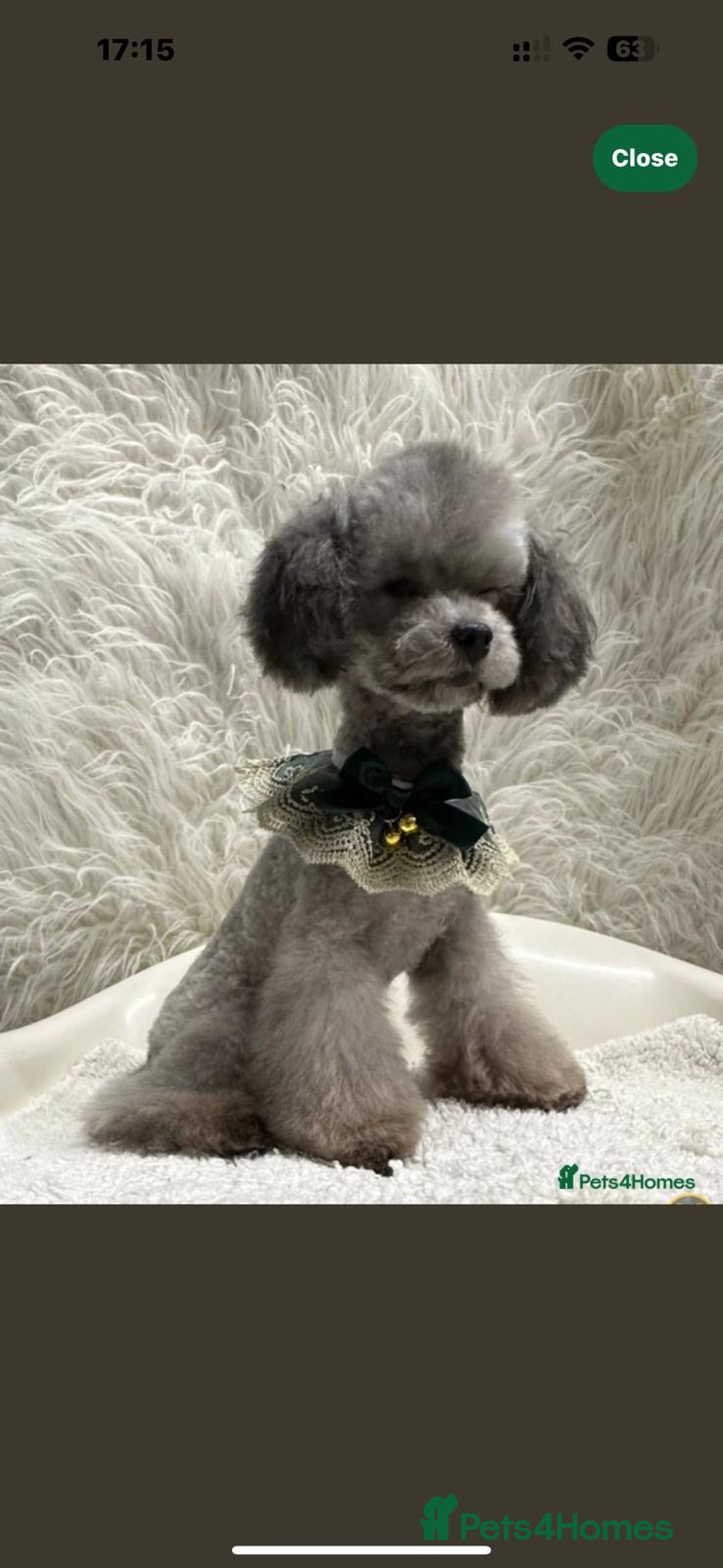 Mixed Breed dogs for sale: Asian toy poodle boy  - Advert 1