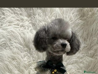 Mixed Breed dogs Asian toy poodle boy - Advert 1