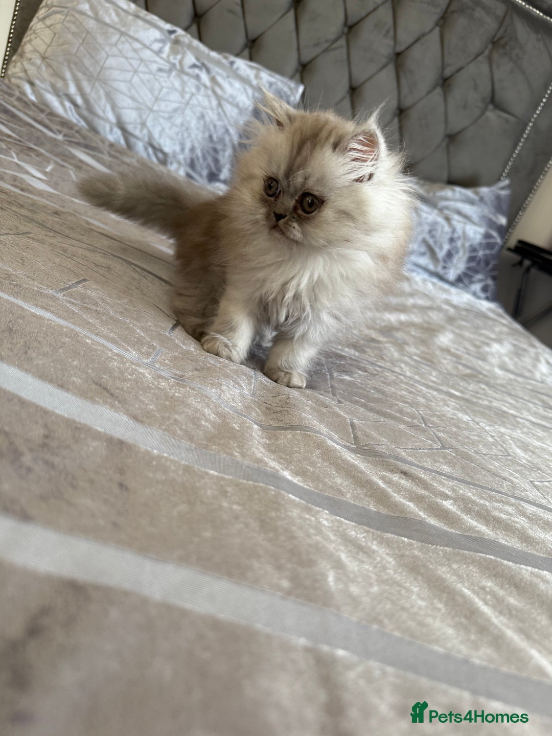 Persian cats for sale: Persian Grey kitten male and female - Image 8
