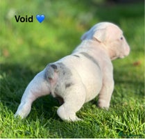 English Bulldog dogs 🌟 health tested parents 🌟 - Advert 2