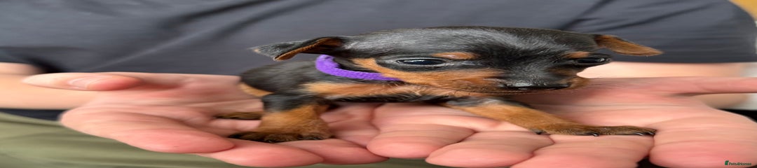 Miniature Pinscher Puppy 3
