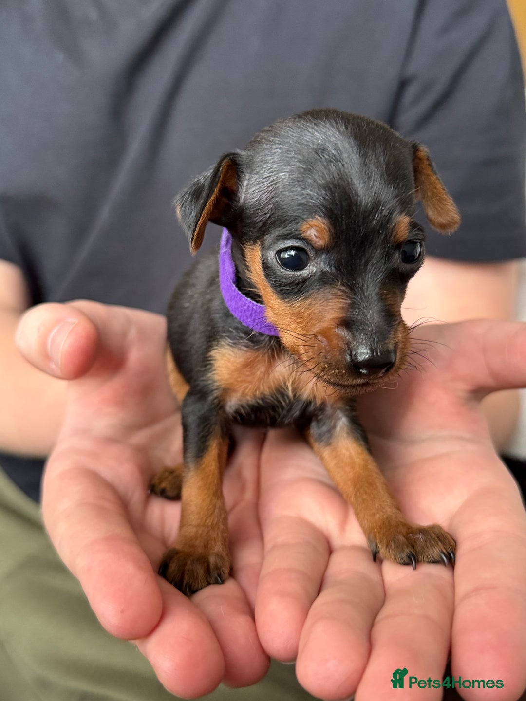 Miniature Pinscher dogs for sale: Miniature Pincher Puppies  - Image 19