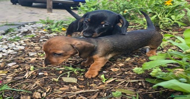 Miniature Dachshund dogs - Advert 13