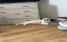 Ragdoll cats for sale: Ragdoll pure breed  - Image 8