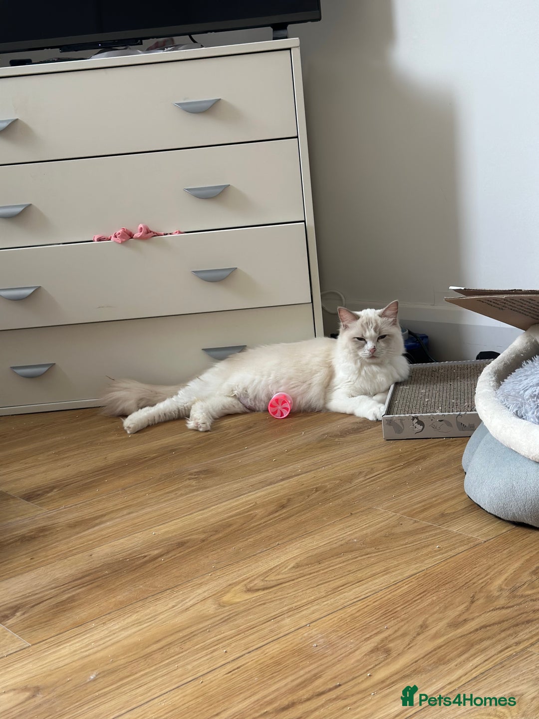 Ragdoll cats for sale: Ragdoll pure breed  - Image 8