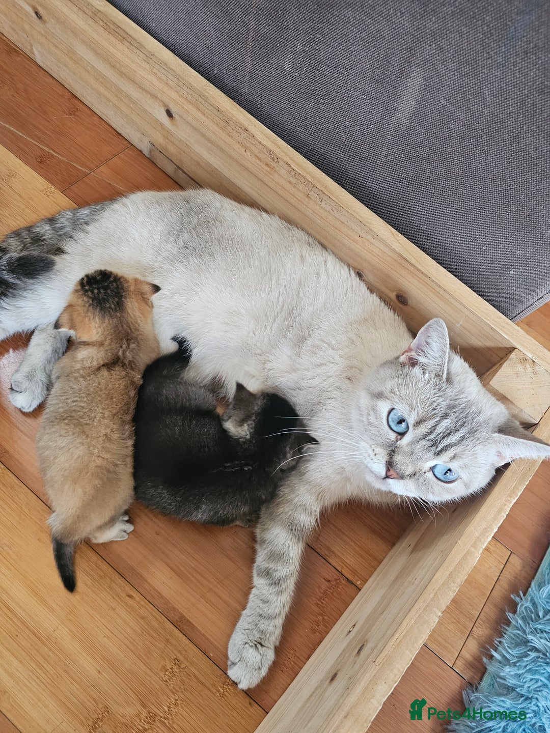 British Shorthair cats for sale: Lovely British Shorthair fold kittens 😸  - Image 7