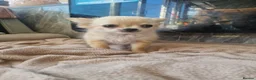 Chihuahua dogs for sale: Chihuahua long coat boy - Advert 2