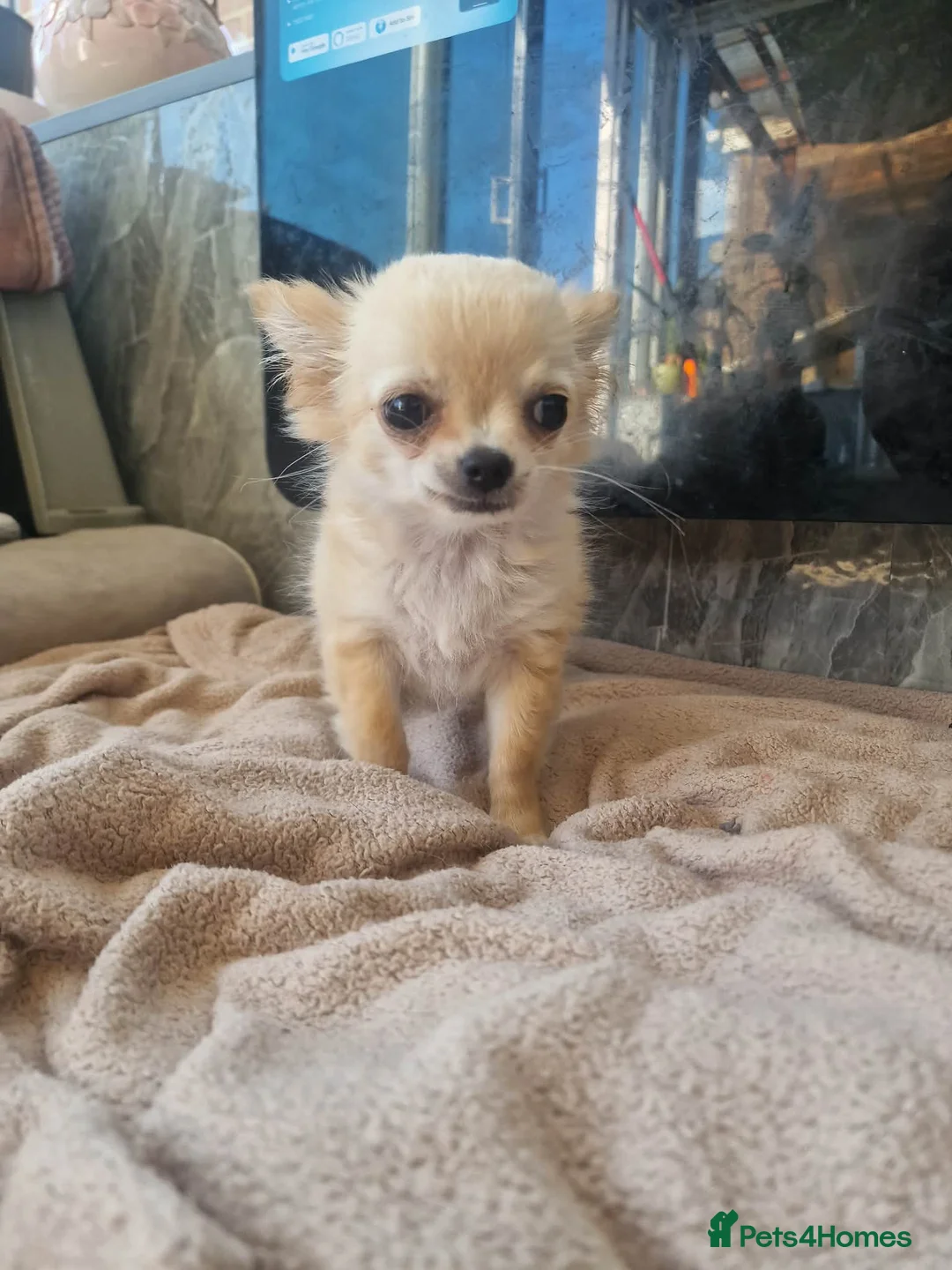 Chihuahua dogs for sale: Chihuahua long coat boy - Advert 2