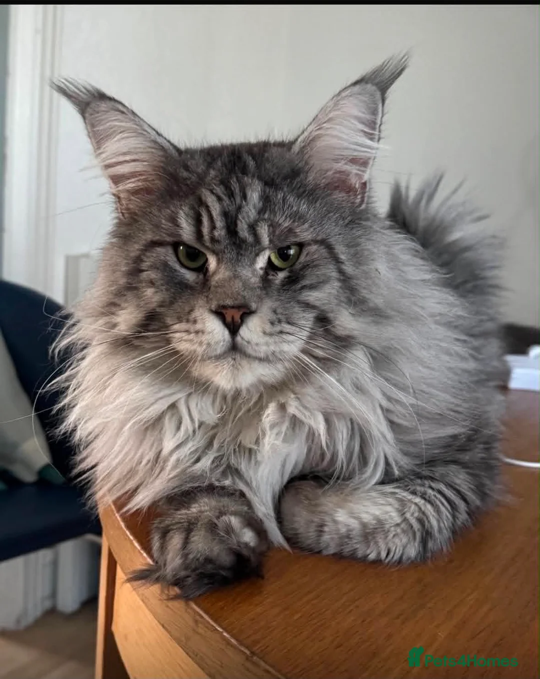Maine Coon cats for sale: Maine Coon active kittens - Advert 2